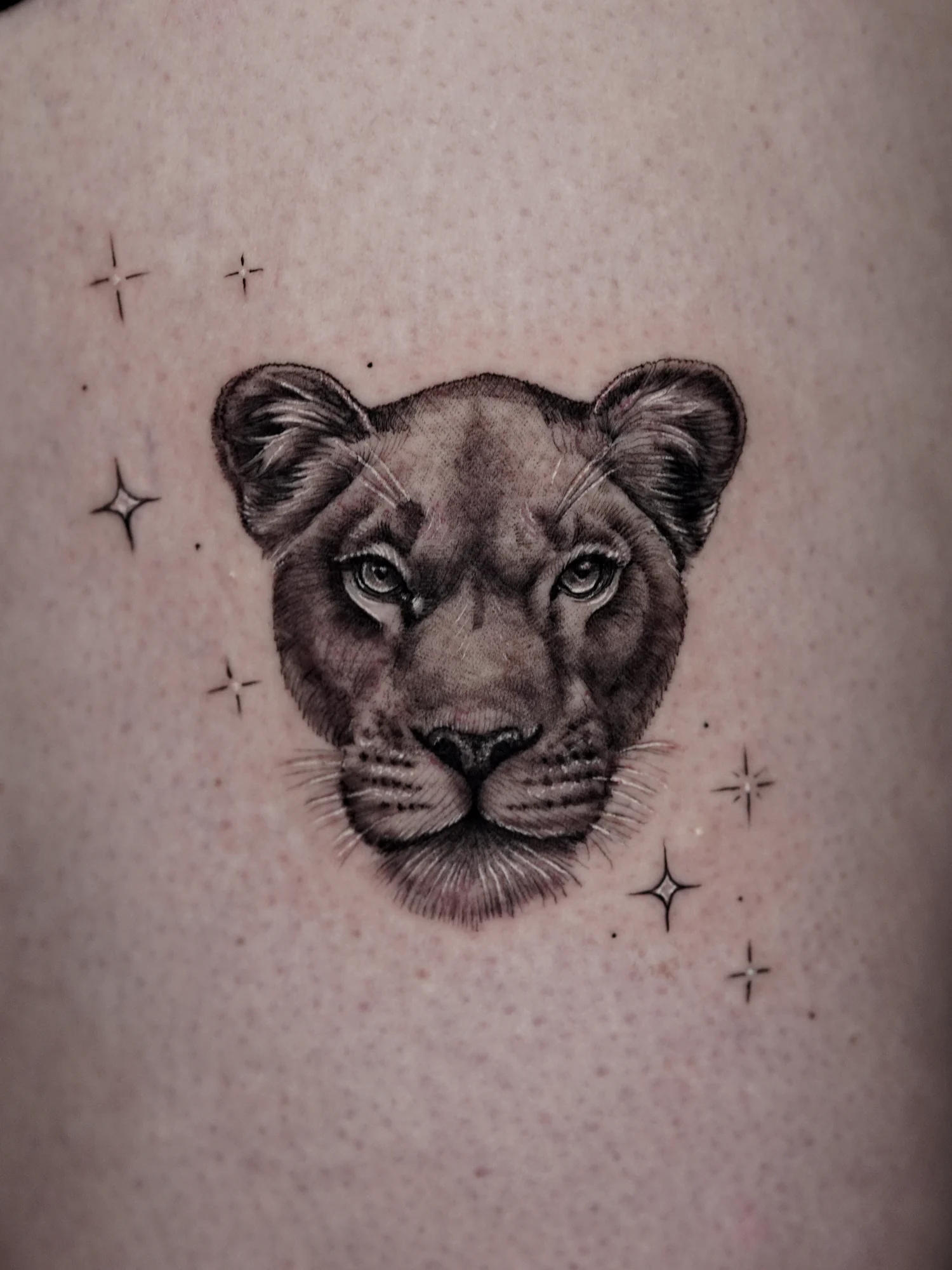 A black-and-gray lioness portrait with small star-shaped accents around the face.