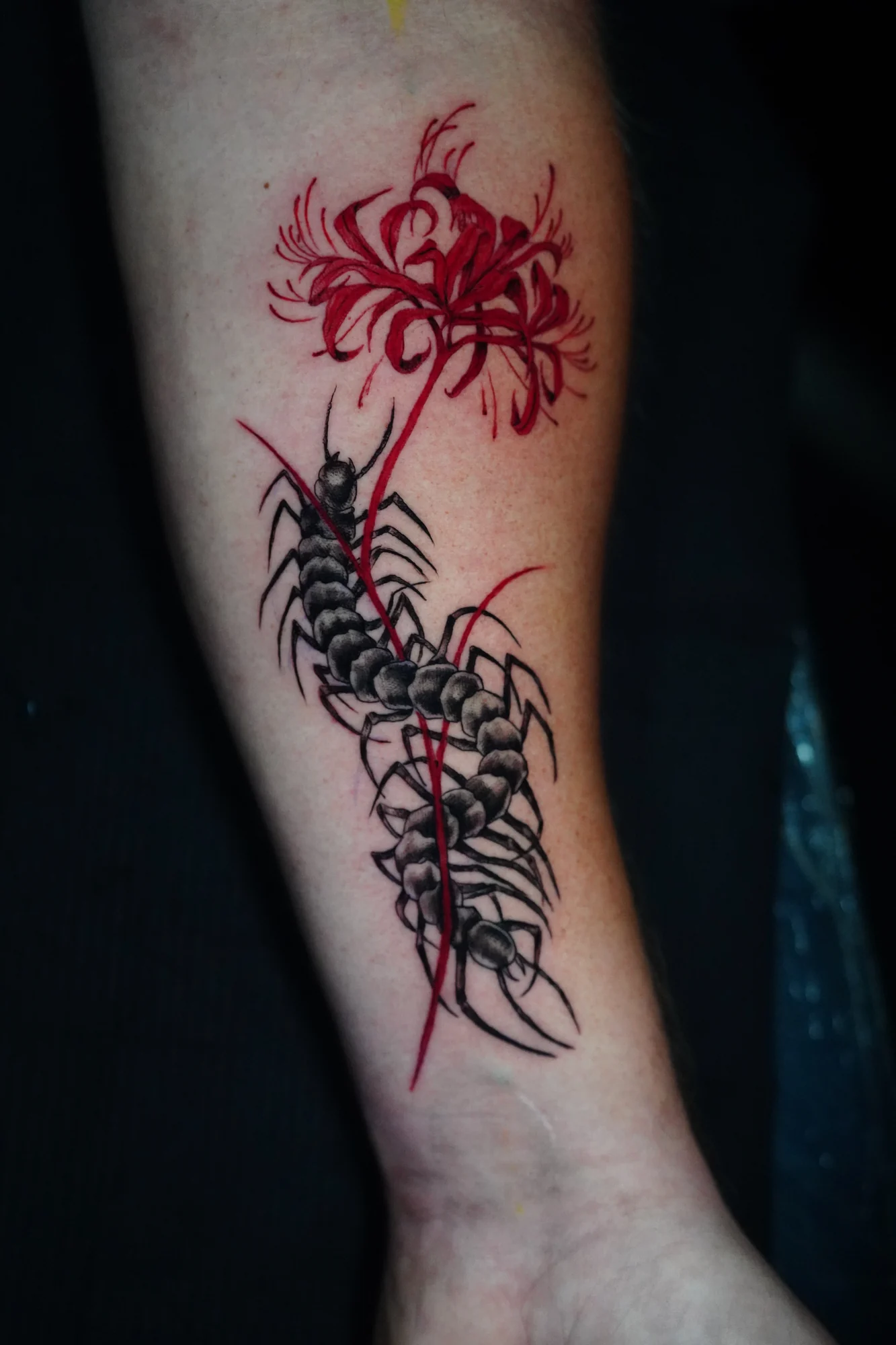 A red spider lily above a long black centipede, connected by a thin red stem along the arm.