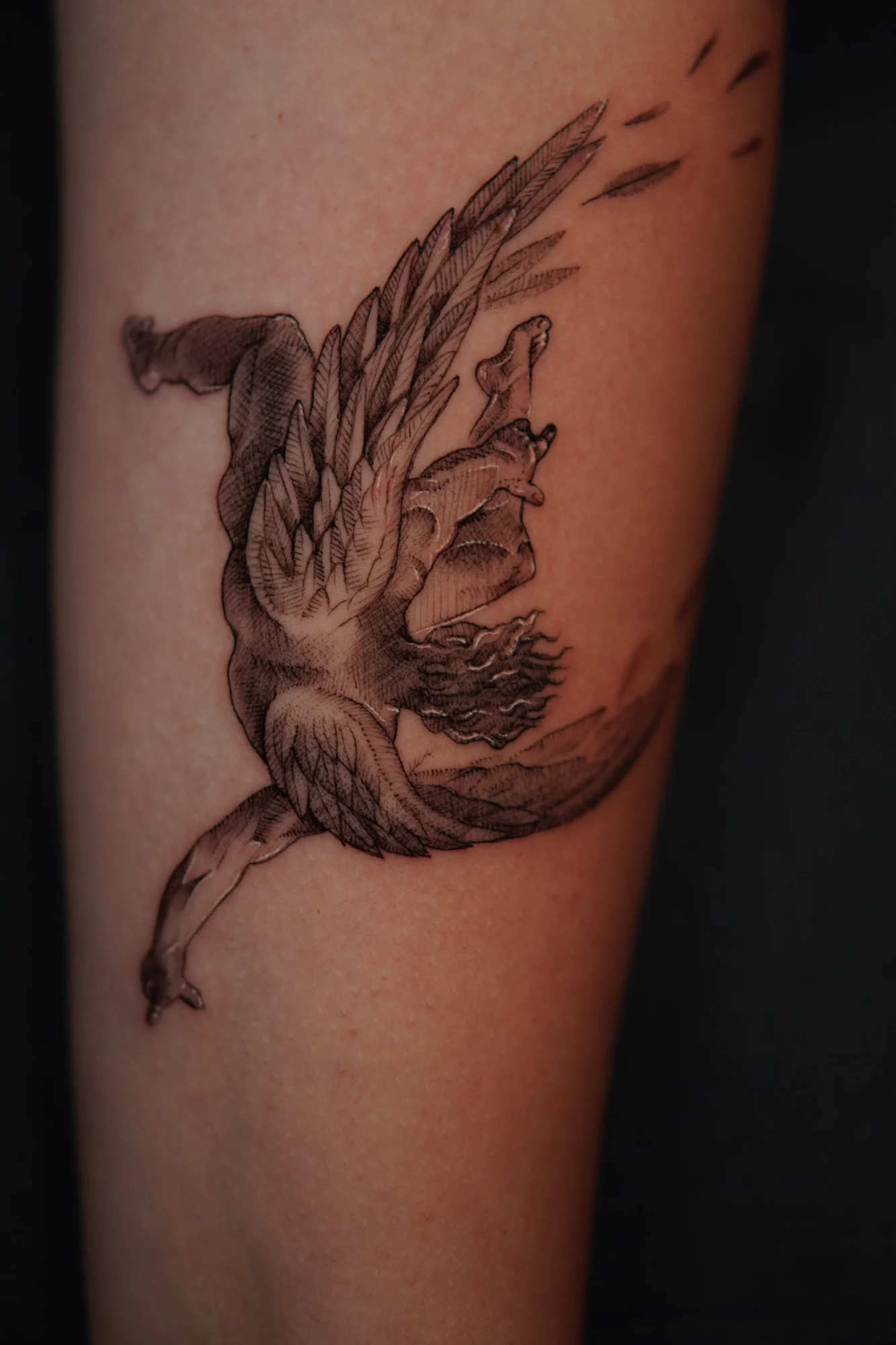 A winged horse in motion with extended feathered wings, rendered in black and gray.