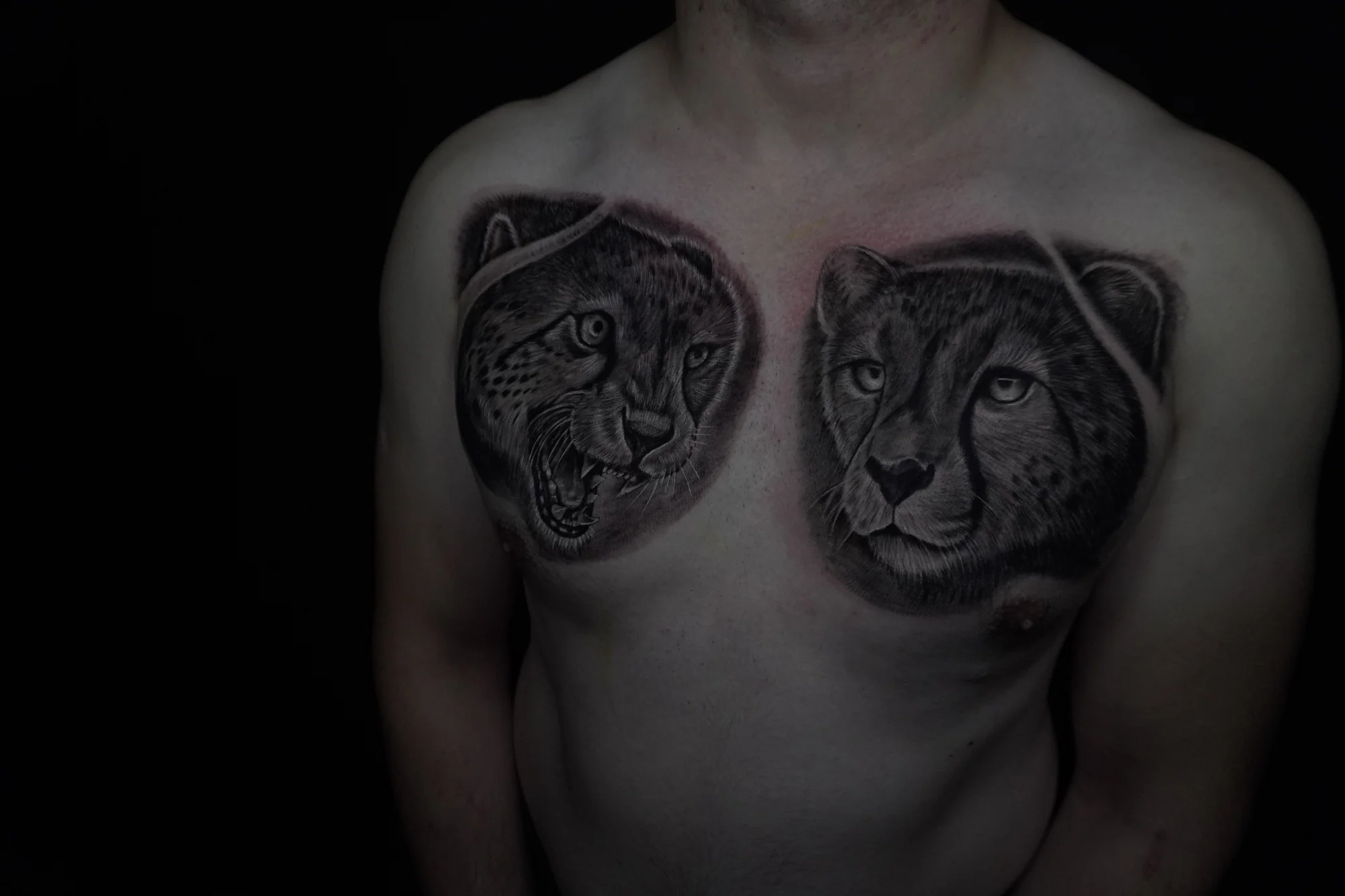 Two black-and-gray realistic big-cat portraits arranged across the chest, one snarling and one calm.
