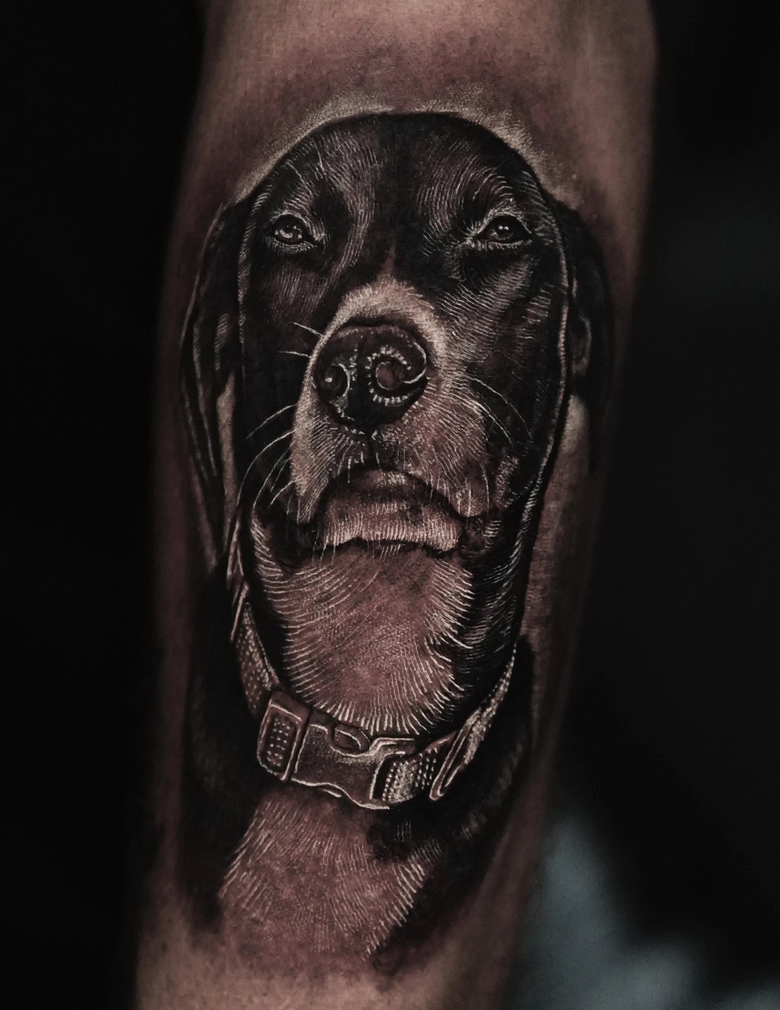 Black and grey dog portrait tattoo with folded ears, a light muzzle and a collar, by William Martz.